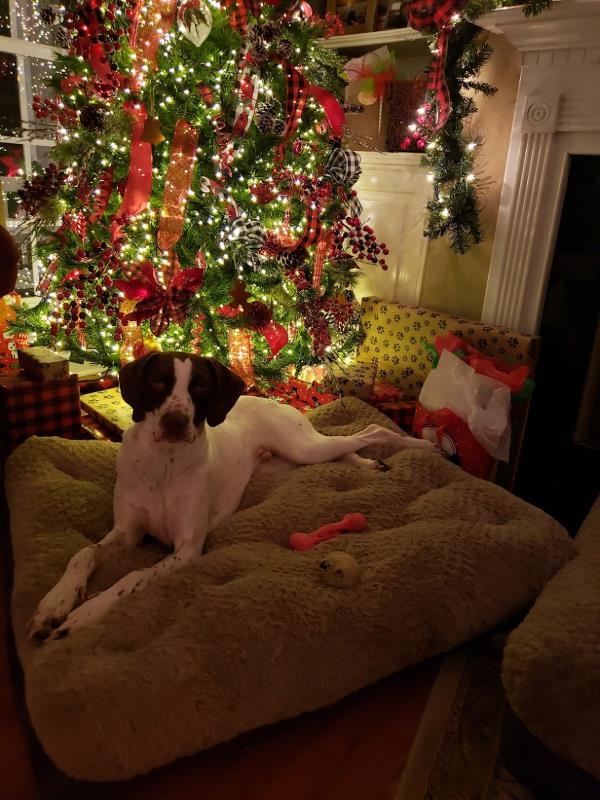 /images/uploads/southeast german shorthaired pointer rescue/segspcalendarcontest2021/entries/21844thumb.jpg